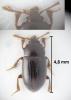 Agyrtes bicolor